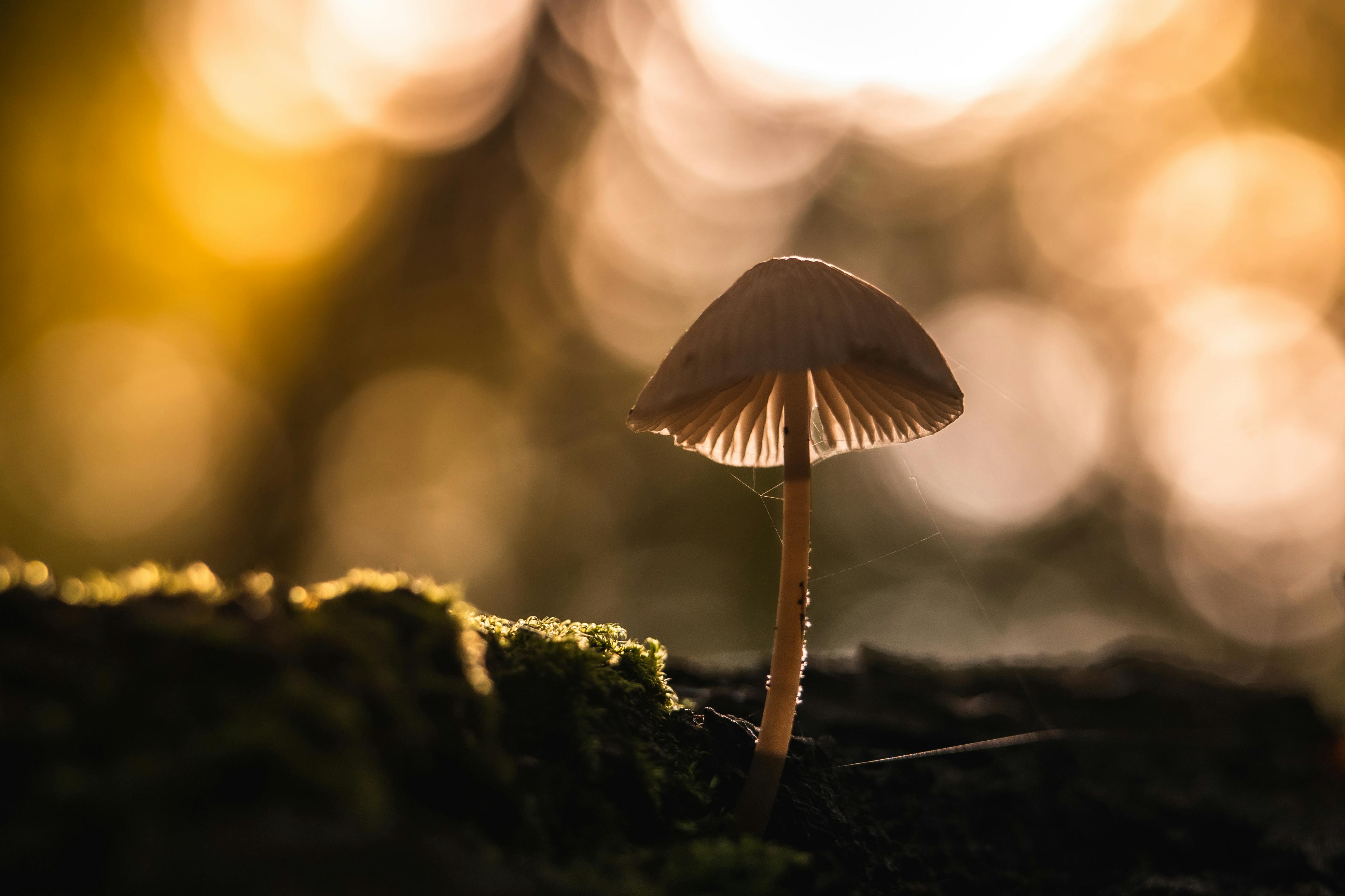 A single mushroom with a delicate, translucent cap stands on a moss-covered surface, illuminated by warm, golden sunlight filtering through a blurred forest background.